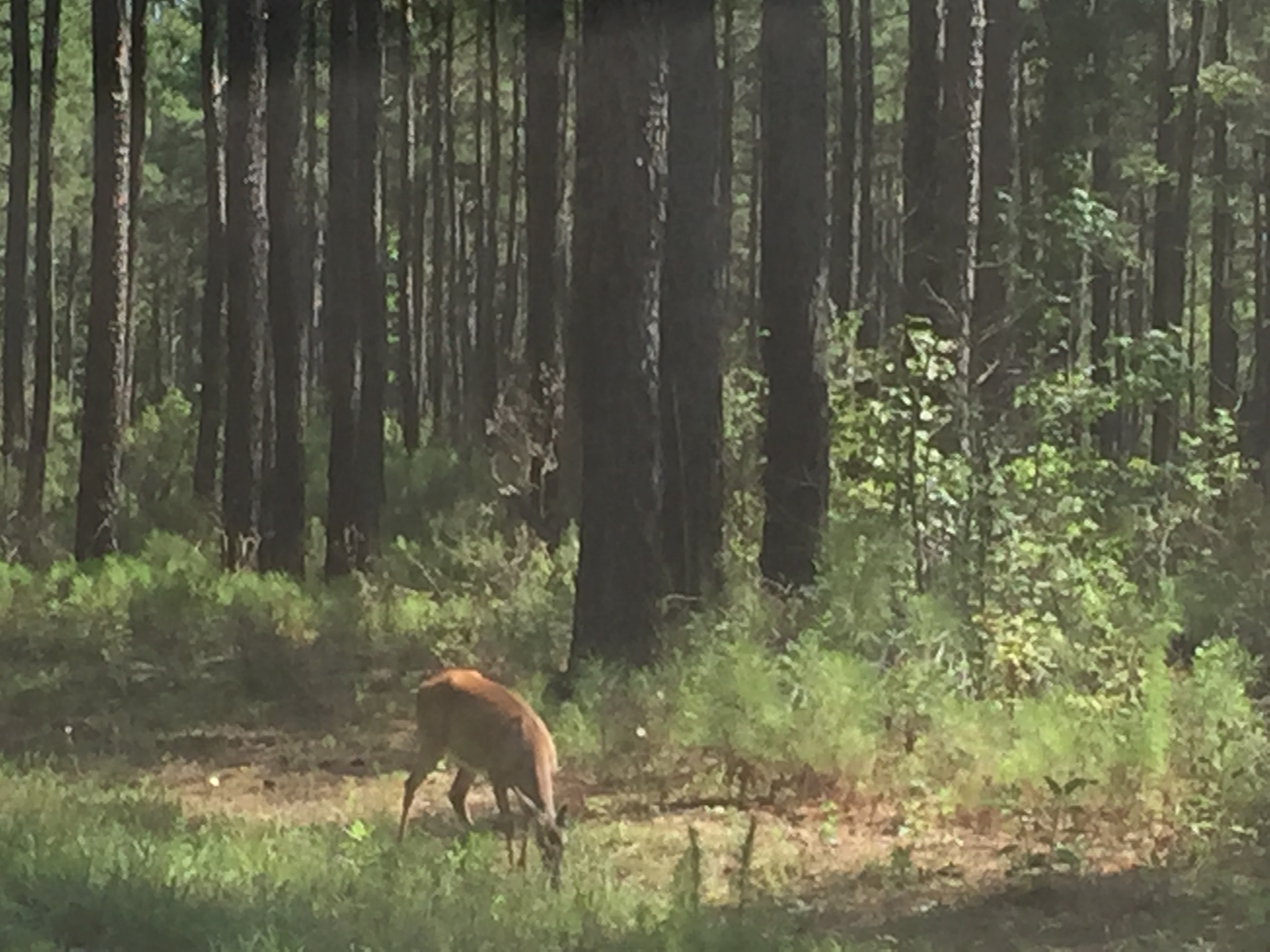 Managed Pine Plantation with doe feeding in fireline