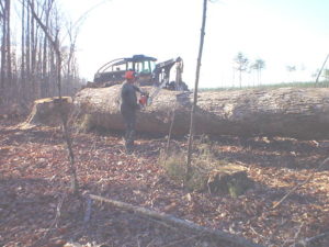 Logging Big Poplar Gaston